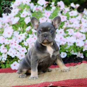Lylah, French Bulldog Puppy