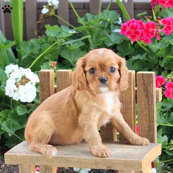 Lyric, Cavalier King Charles Spaniel Puppy