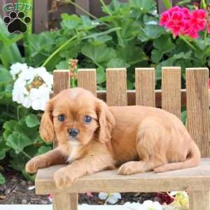 Lyric, Cavalier King Charles Spaniel Puppy