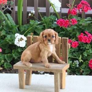 Lyric, Cavalier King Charles Spaniel Puppy