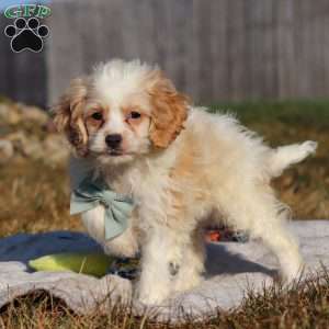 Everest, Cockapoo Puppy