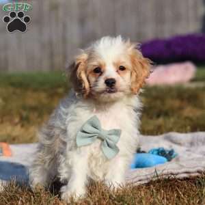 Everest, Cockapoo Puppy