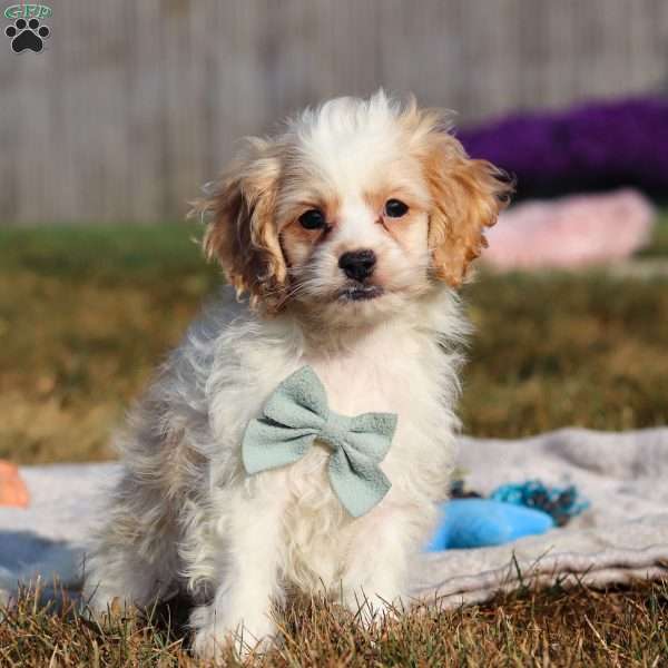 Everest, Cockapoo Puppy