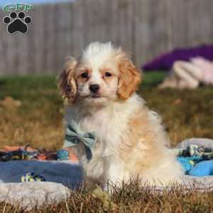 Everest, Cockapoo Puppy