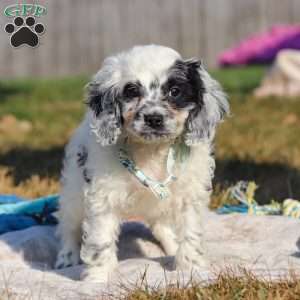 Eclipse, Cockapoo Puppy