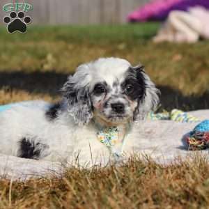 Eclipse, Cockapoo Puppy