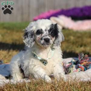 Eclipse, Cockapoo Puppy