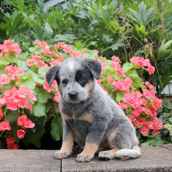 Mabel, Blue Heeler – Australian Cattle Dog Puppy
