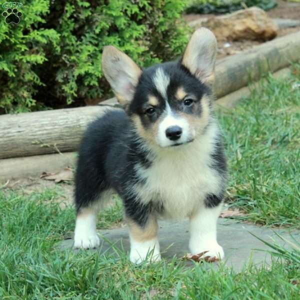 Mabel, Pembroke Welsh Corgi Puppy