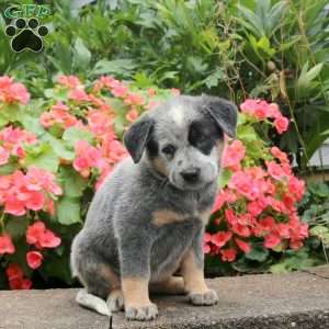 Mabel, Blue Heeler – Australian Cattle Dog Puppy
