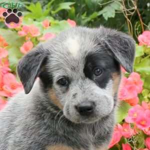 Mabel, Blue Heeler – Australian Cattle Dog Puppy