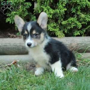 Mabel, Pembroke Welsh Corgi Puppy