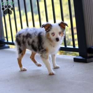 Macey, Miniature Australian Shepherd Puppy