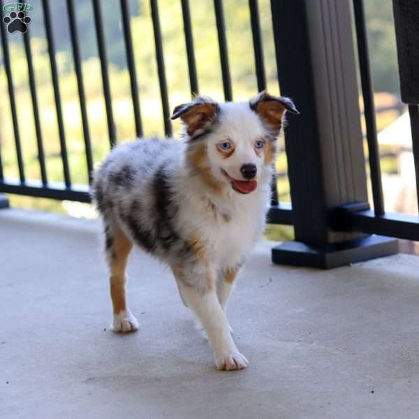 Macey, Miniature Australian Shepherd Puppy