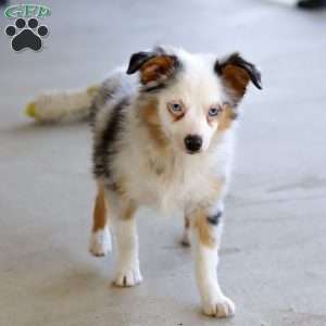 Macey, Miniature Australian Shepherd Puppy