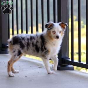 Macey, Miniature Australian Shepherd Puppy