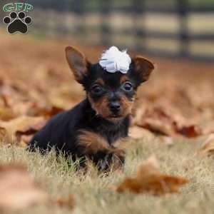 Macy, Yorkie Puppy