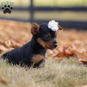 Macy, Yorkie Puppy