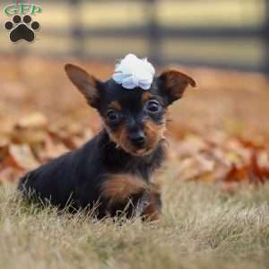 Macy, Yorkie Puppy