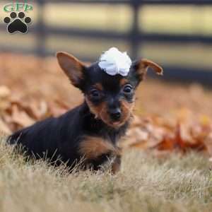 Macy, Yorkie Puppy