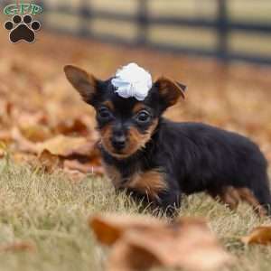 Macy, Yorkie Puppy