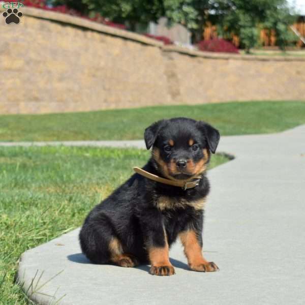 Macy, Rottweiler Puppy