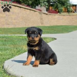 Macy, Rottweiler Puppy
