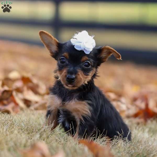 Macy, Yorkie Puppy