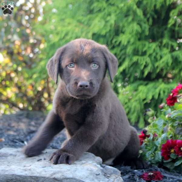Maddie, Chocolate Labrador Retriever Puppy