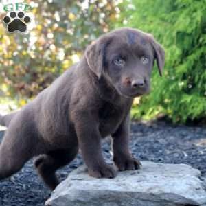 Maddie, Chocolate Labrador Retriever Puppy
