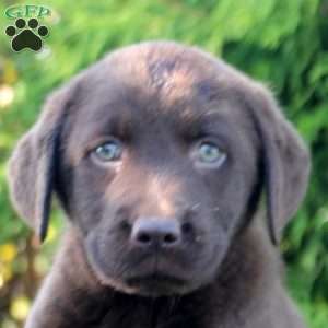 Maddie, Chocolate Labrador Retriever Puppy