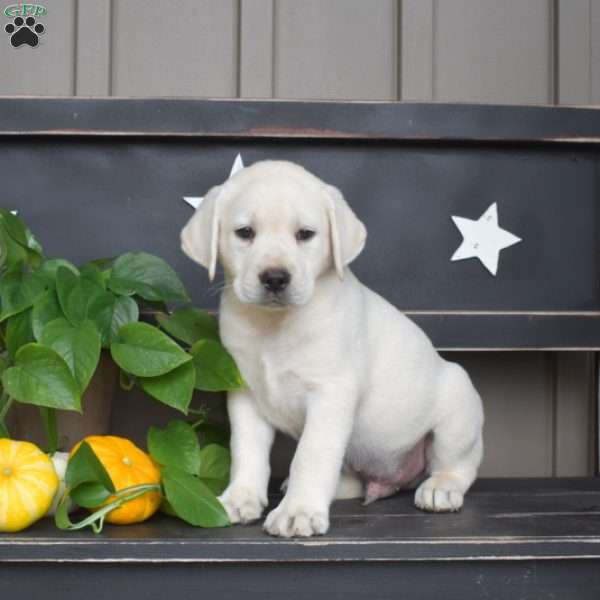 Maddox, Yellow Labrador Retriever Puppy