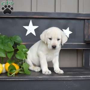 Maddox, Yellow Labrador Retriever Puppy