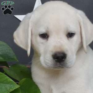 Maddox, Yellow Labrador Retriever Puppy