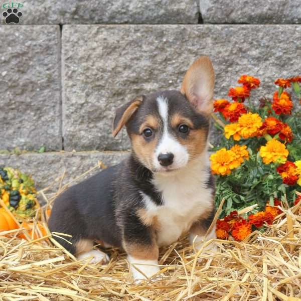Maggie, Pembroke Welsh Corgi Puppy