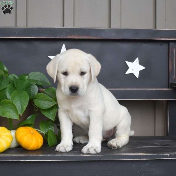 Magic, Yellow Labrador Retriever Puppy