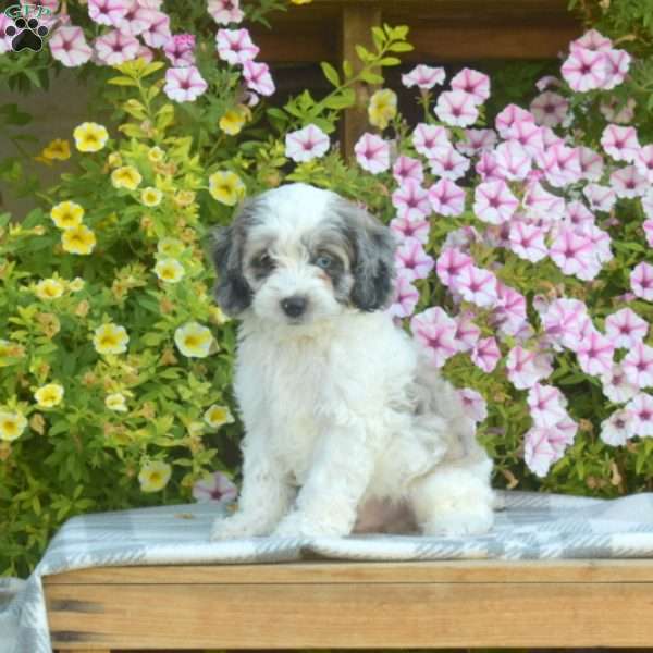 Magic, Cockapoo Puppy