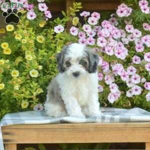 Magic, Cockapoo Puppy