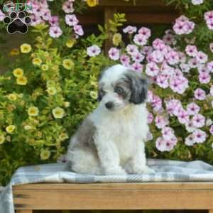 Magic, Cockapoo Puppy