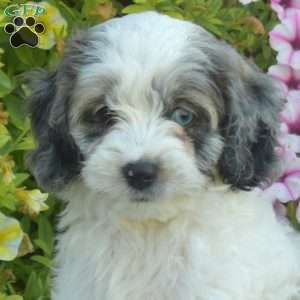 Magic, Cockapoo Puppy