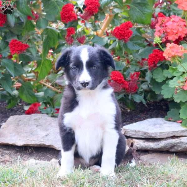 Maise, Border Collie Mix Puppy