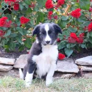 Maise, Border Collie Mix Puppy