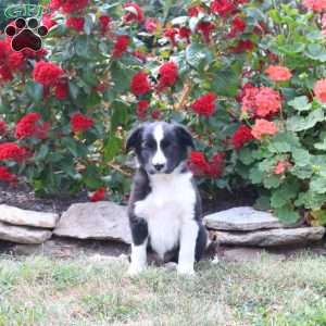 Maise, Border Collie Mix Puppy