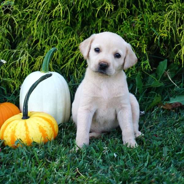 Maisy, Yellow Labrador Retriever Puppy