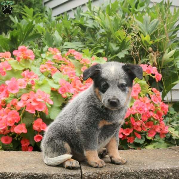 Major, Blue Heeler – Australian Cattle Dog Puppy