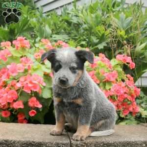 Major, Blue Heeler – Australian Cattle Dog Puppy