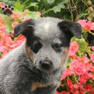 Major, Blue Heeler – Australian Cattle Dog Puppy