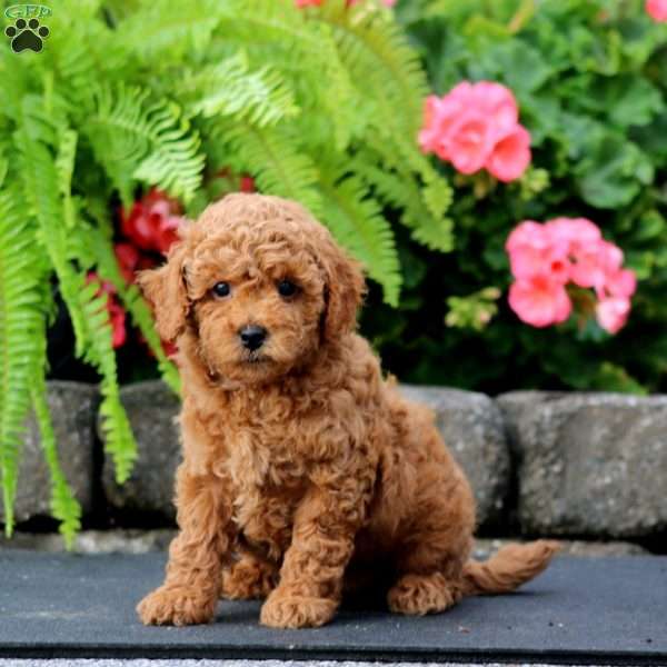 Major, Cavapoo Puppy
