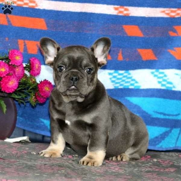 Major, French Bulldog Puppy