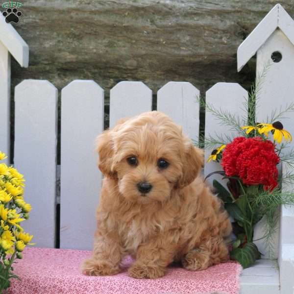 Makayla, Maltipoo Puppy